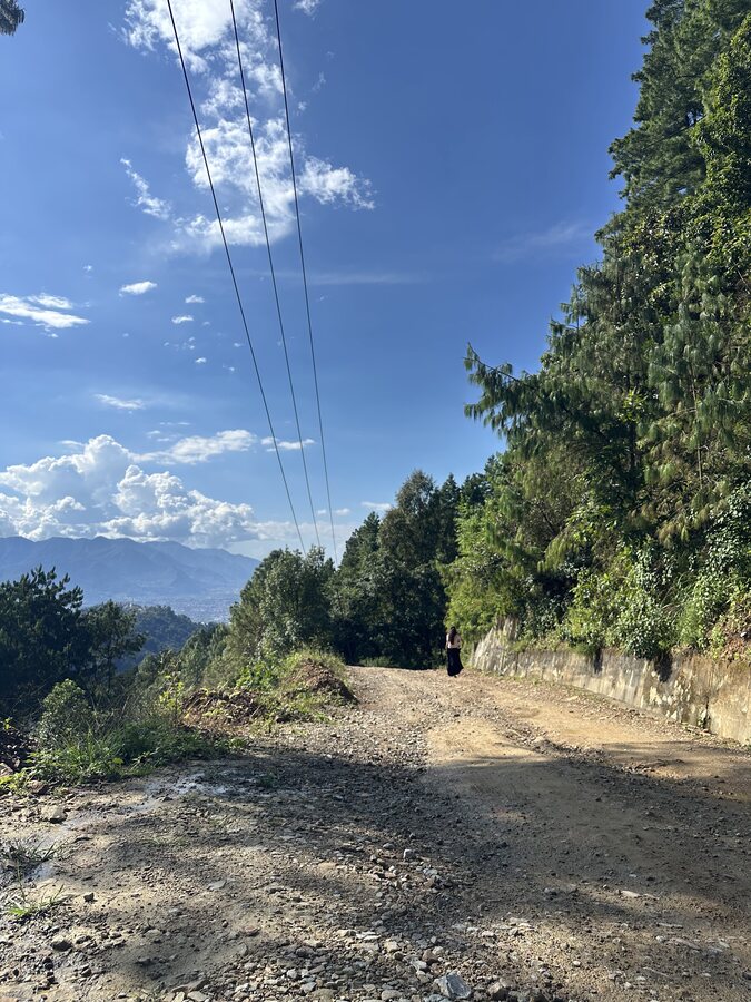 A dirt road climbing into pines, mountains behind