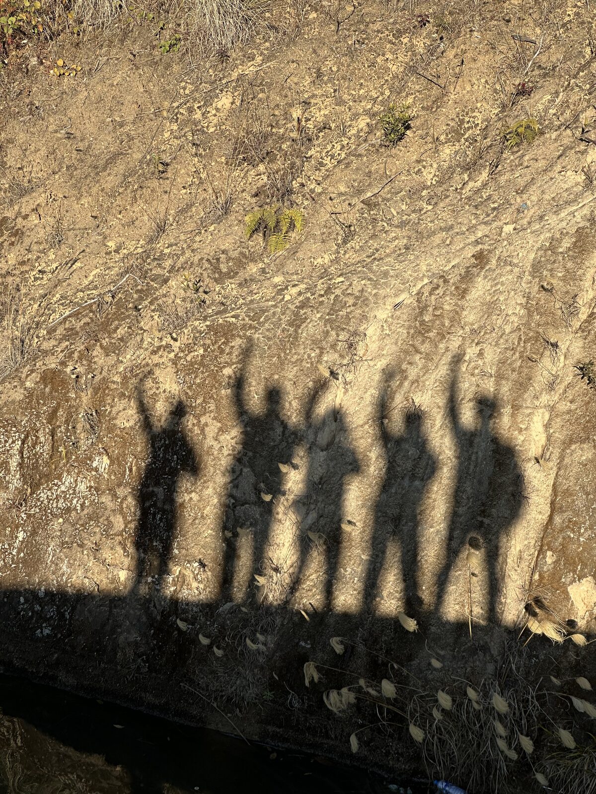 Five long shadows thrown across a dry hillside